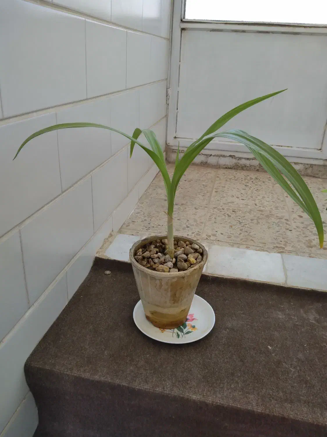 گل‌ طبیعی|گل و گیاه طبیعی|اردکان, |دیوار