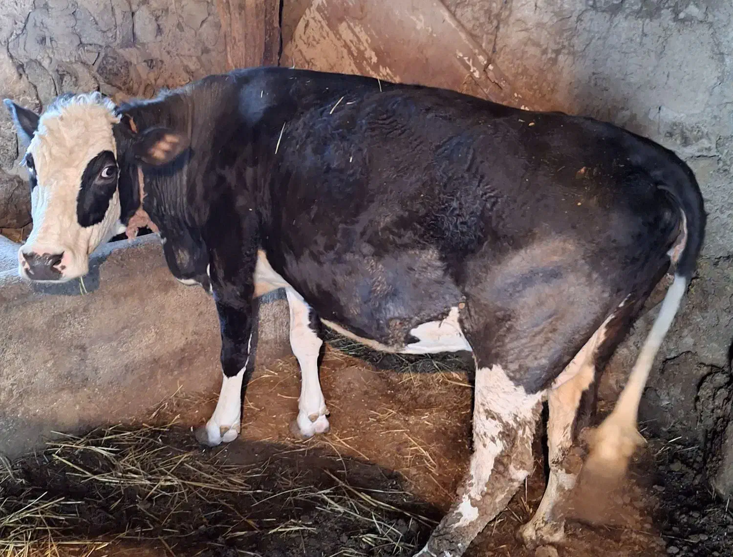 گاو|حیوانات مزرعه|نمین, |دیوار