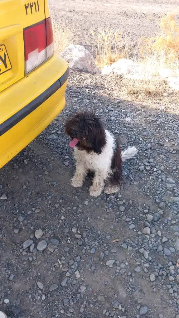 سگ پیدا شده|حیوانات|خوی, |دیوار