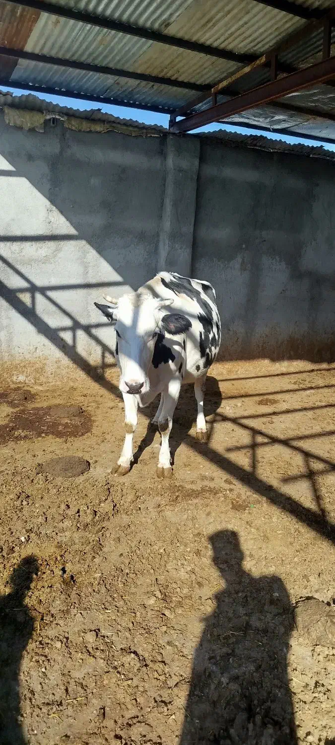 ماده گاو|حیوانات مزرعه|چناران, |دیوار