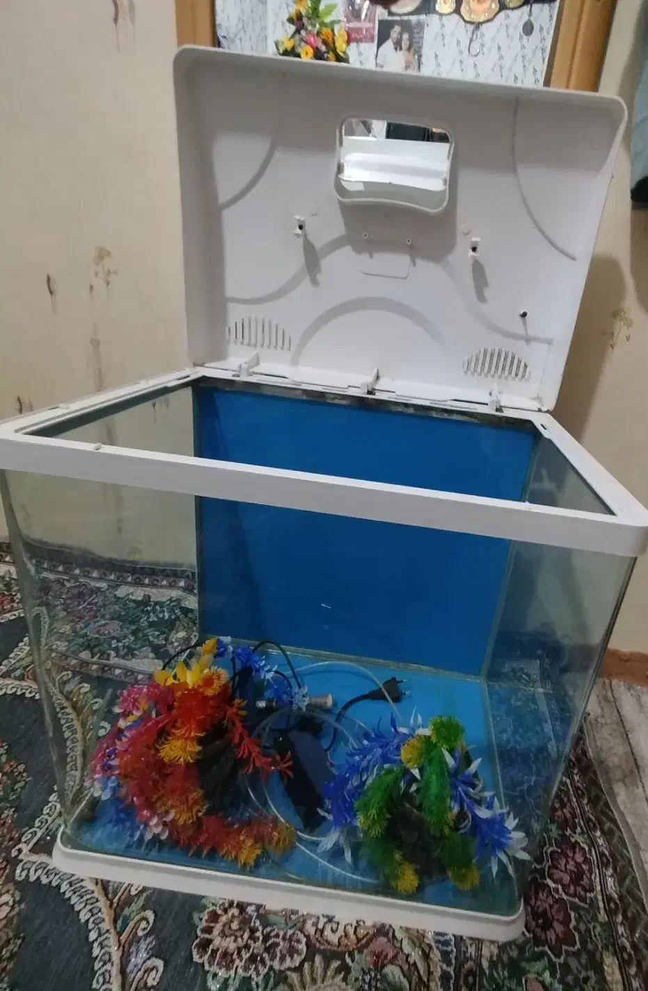 آکواریوم|ماهی|خرم‌آباد, |دیوار