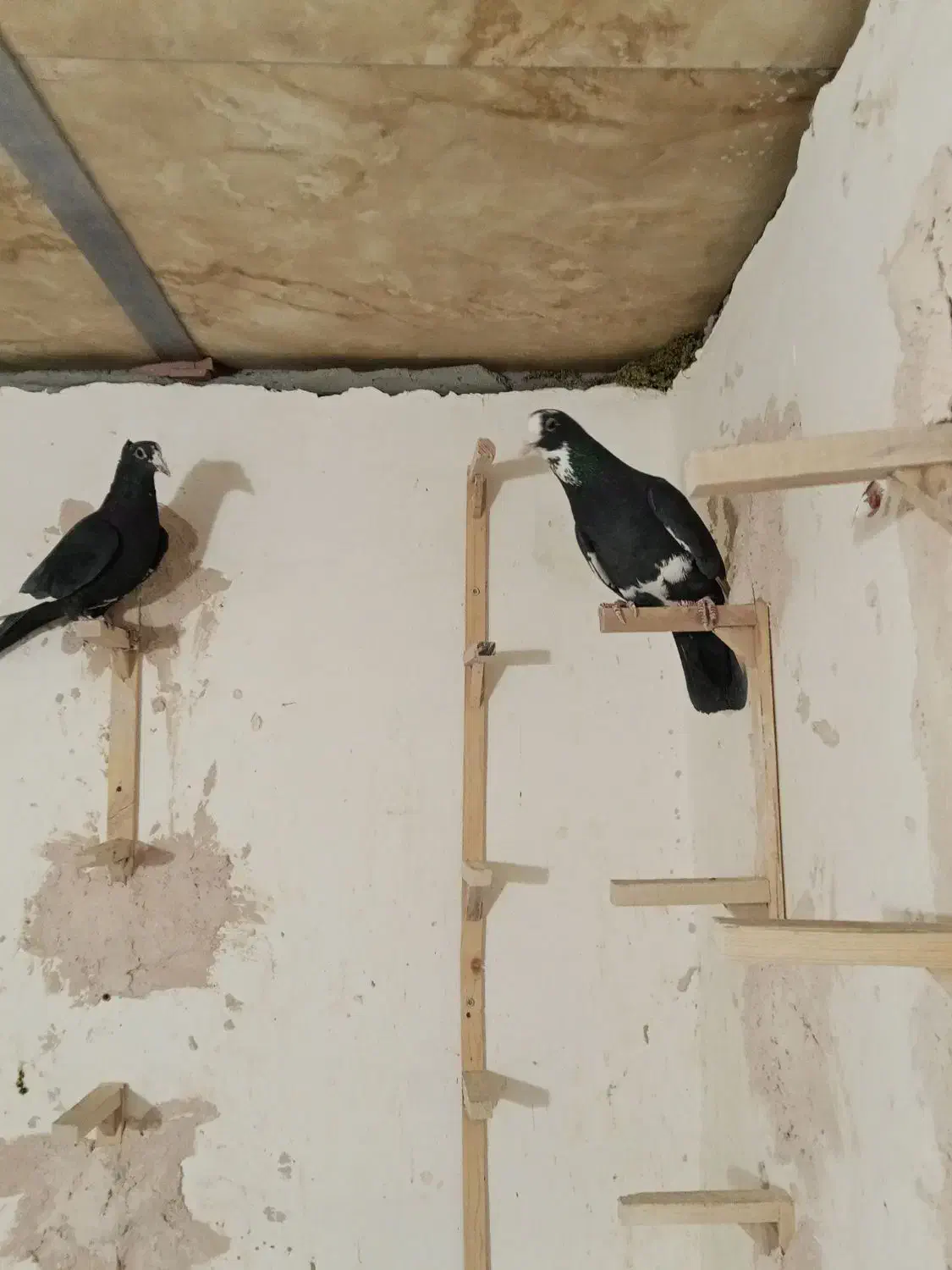 دوعدد نر پلنگ کفتر سوراخ|پرنده|ماهان, |دیوار