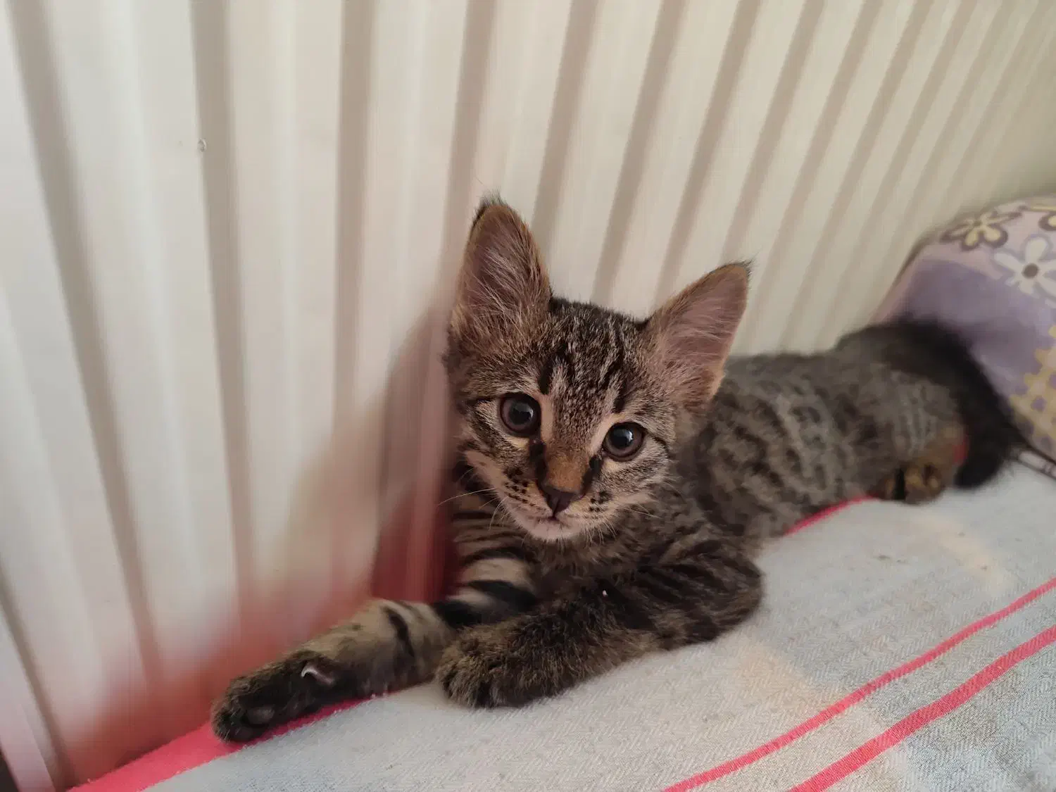 واگذاری گربه|گربه|صدرا-فارس, فاز ۲|دیوار