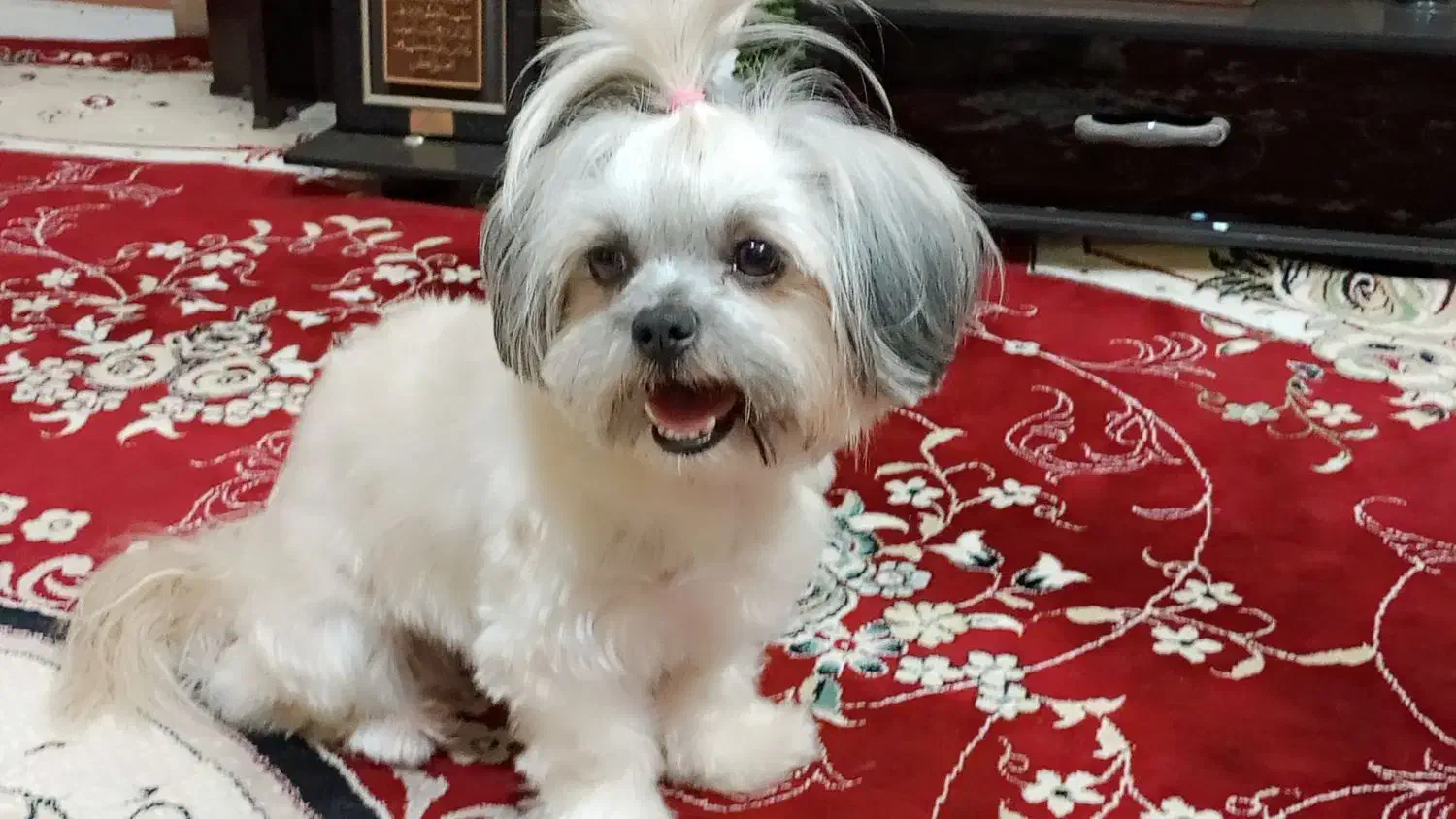 سگ شیتزو|سگ|کرج, حسن آباد|دیوار