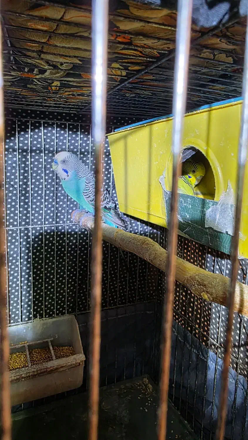 مرغ عشق|پرنده|اراک, |دیوار