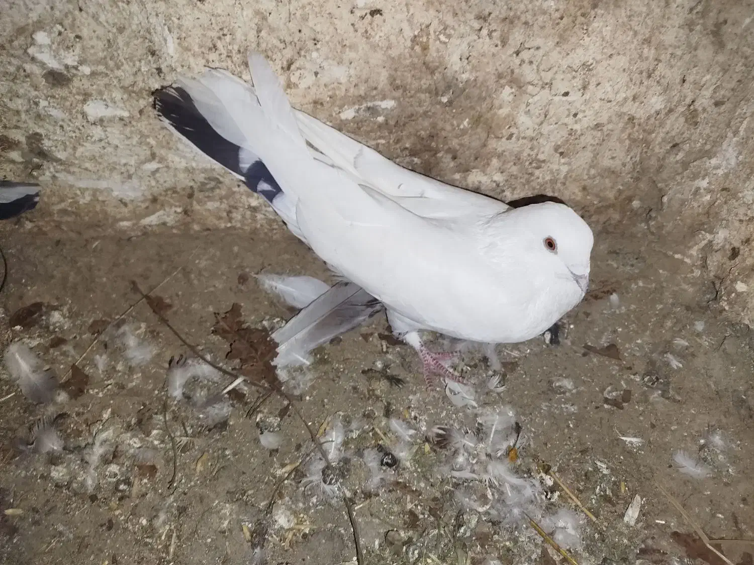 کبوتر|پرنده|دورود, |دیوار