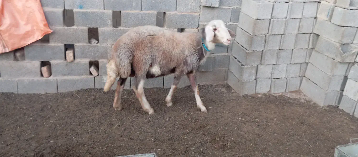 بره قوچی|حیوانات مزرعه|انبارآلوم, |دیوار