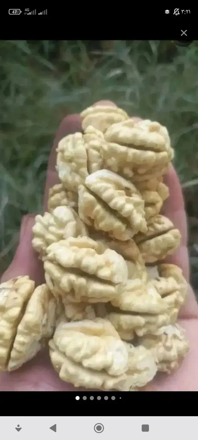 گردو با کیفیت تویسرکان گردو مال باغ خودمون هست|خوردنی و آشامیدنی|محمدشهر, کوی بهار|دیوار