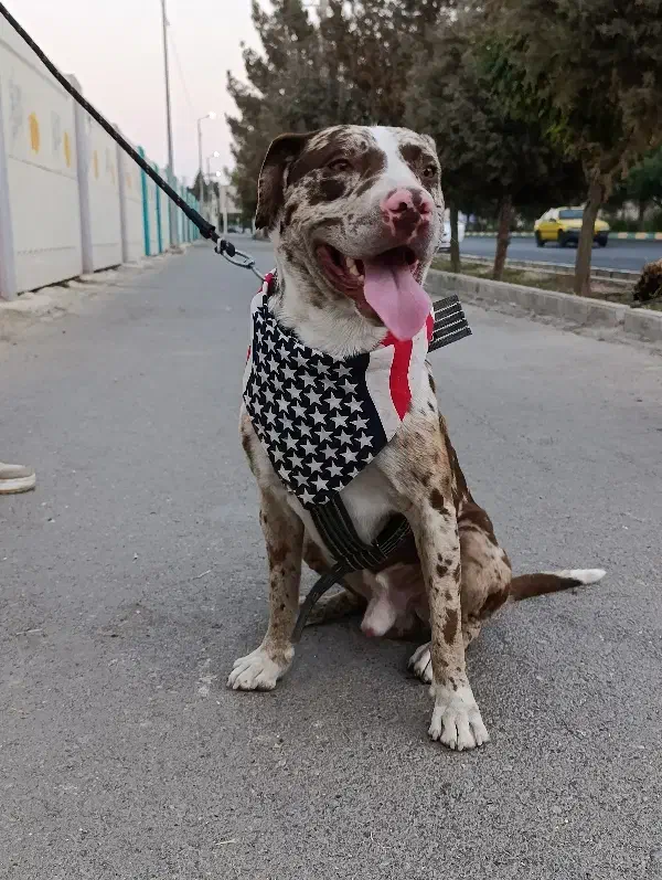 سگ نر دو رگه|سگ|مشکیندشت, |دیوار