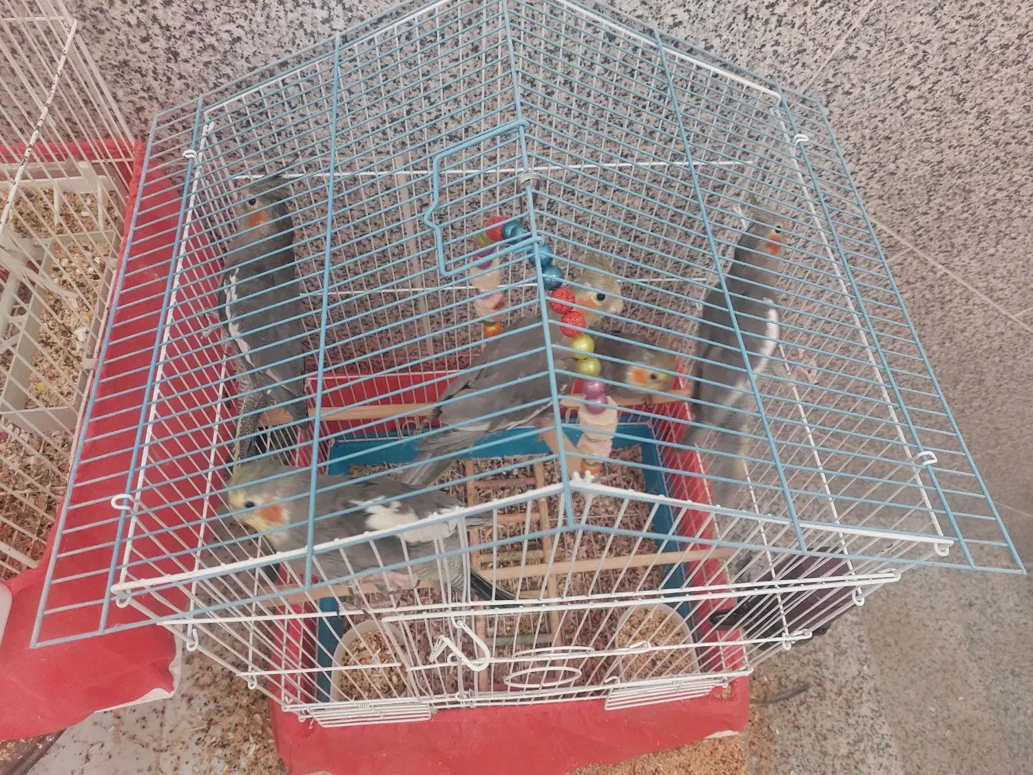 عروس هلندی دستی|پرنده|یزد, |دیوار