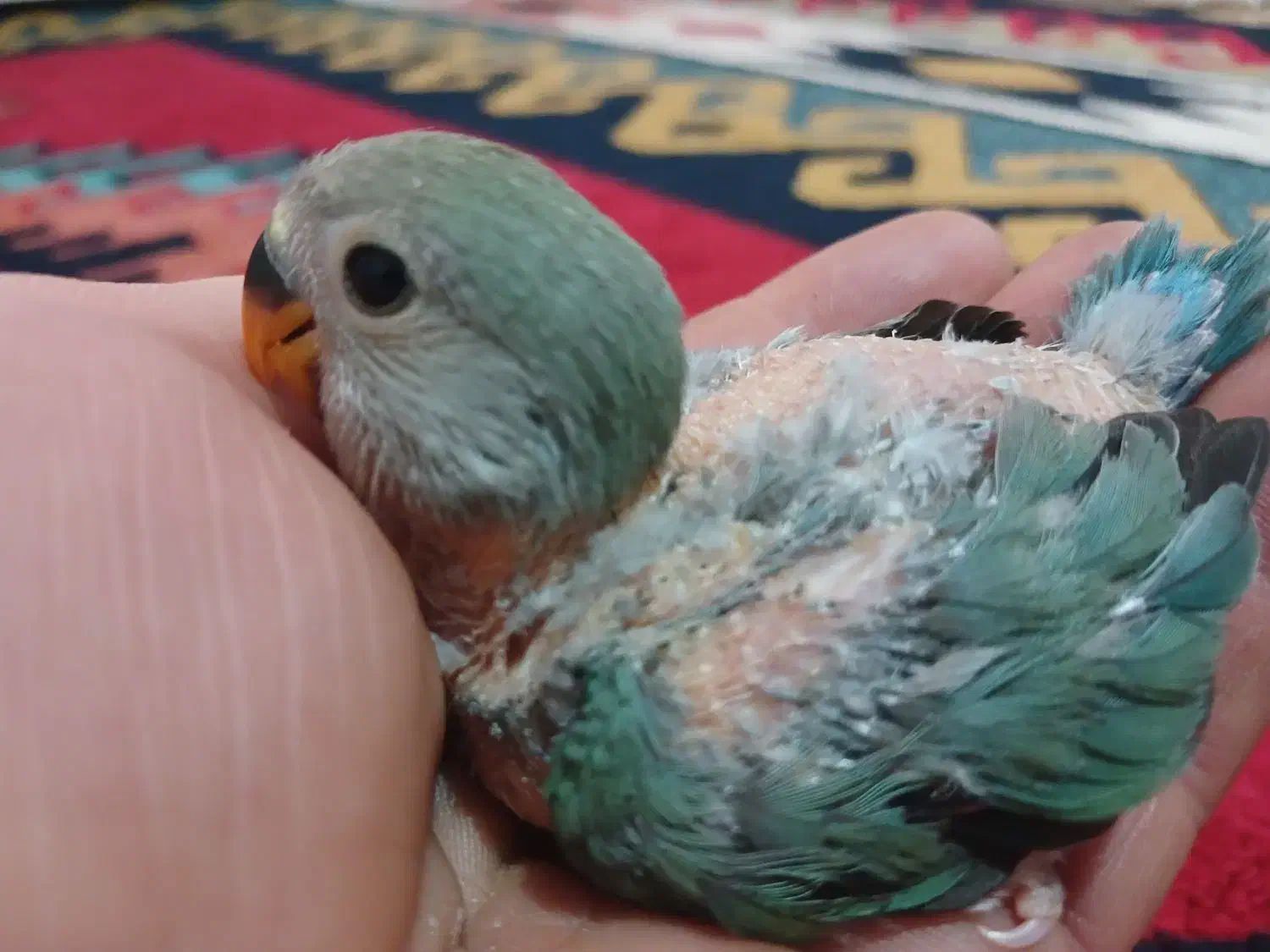 ‌‌طوطی‌برزیلی‌دستی|پرنده|الوند, |دیوار