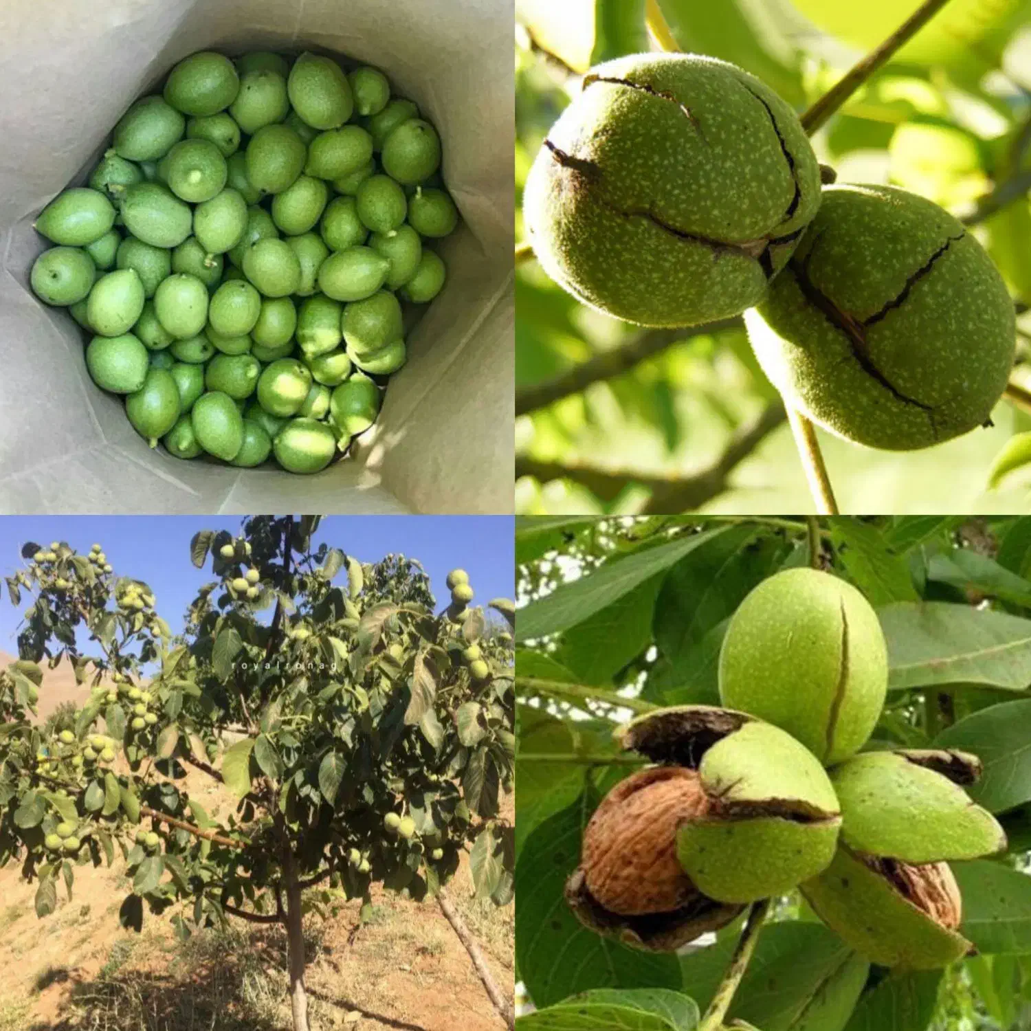 نهال گردو خوشه ای|گل و گیاه طبیعی|میانه, |دیوار