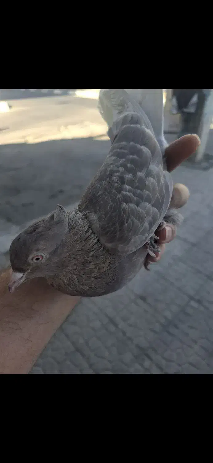 کبوتر دم سفید|پرنده|گرمدره, |دیوار