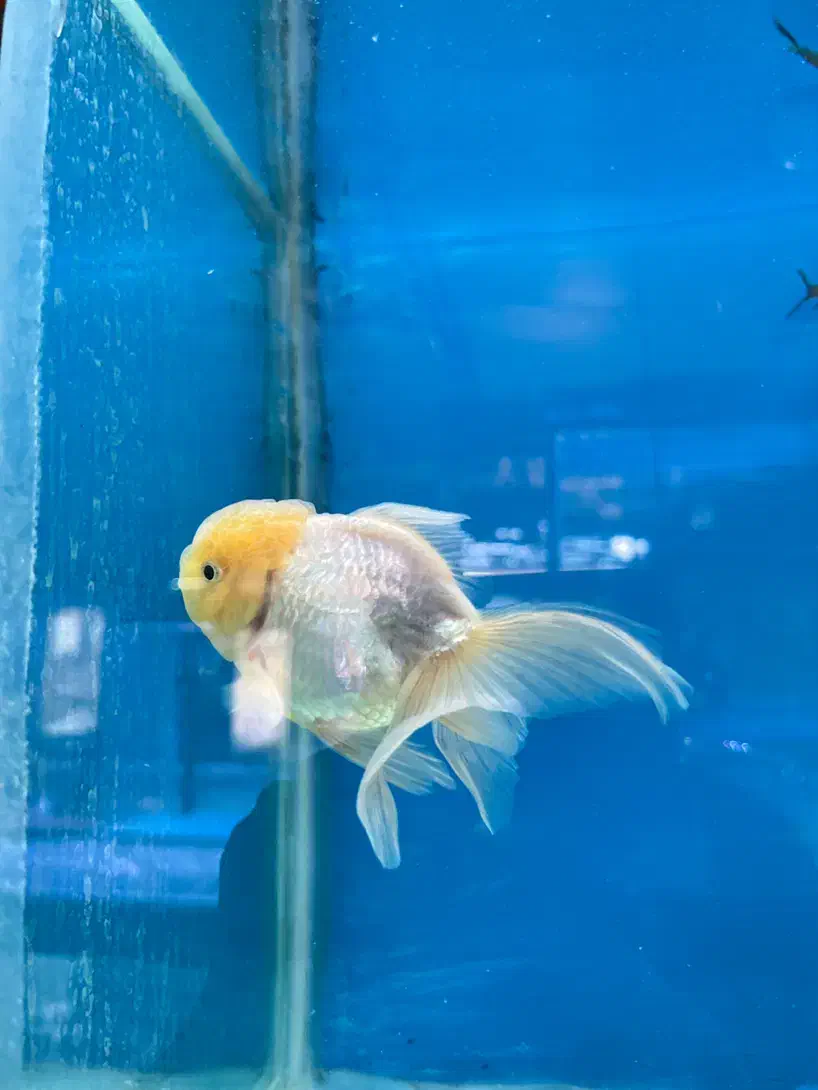 تنها فروشگاه گارانتی دار با ارسال رای*گان در شیراز|ماهی|شیراز, شهرک گلستان|دیوار