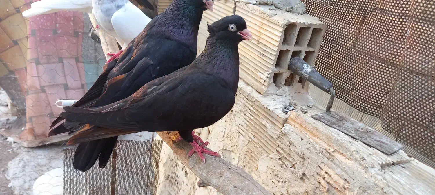 سیاه ابادان|پرنده|بندر ماهشهر, |دیوار