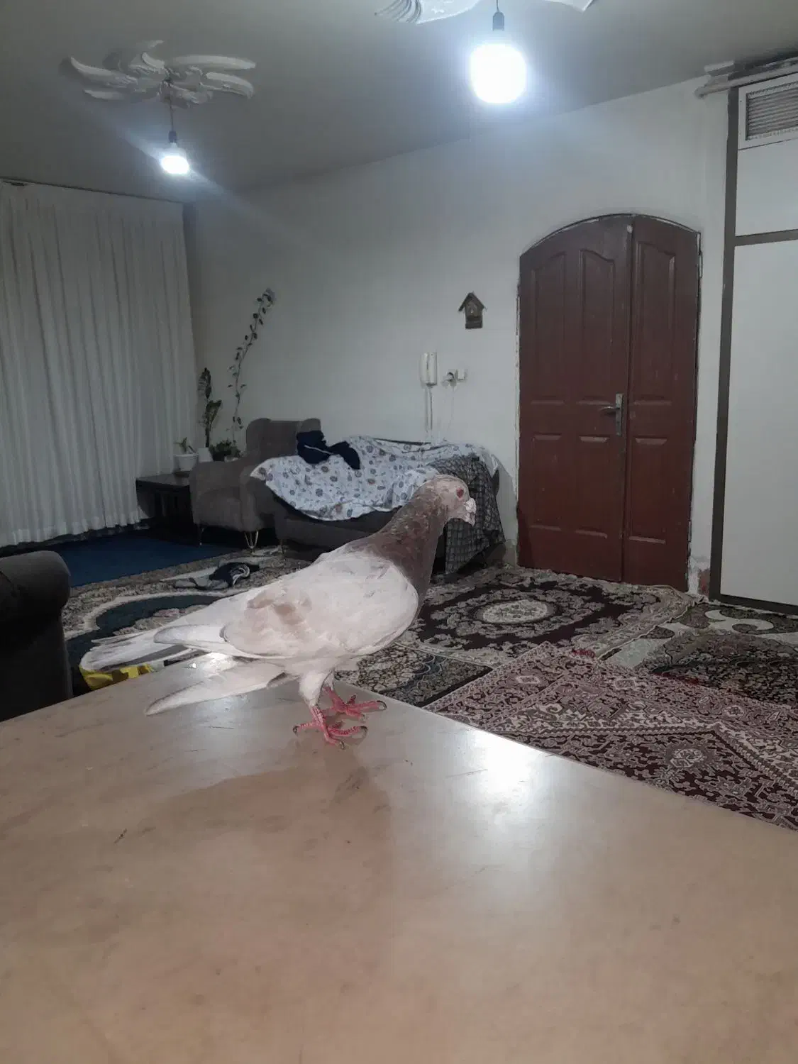 لوازم زینتی وکفتر سار کله هما|کلکسیون اشیاء عتیقه|مشهد, قائم|دیوار