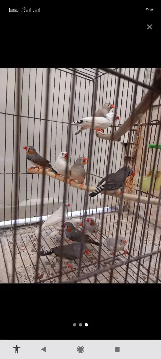 فنچ بالغ.|پرنده|تربت جام, میان جام|دیوار