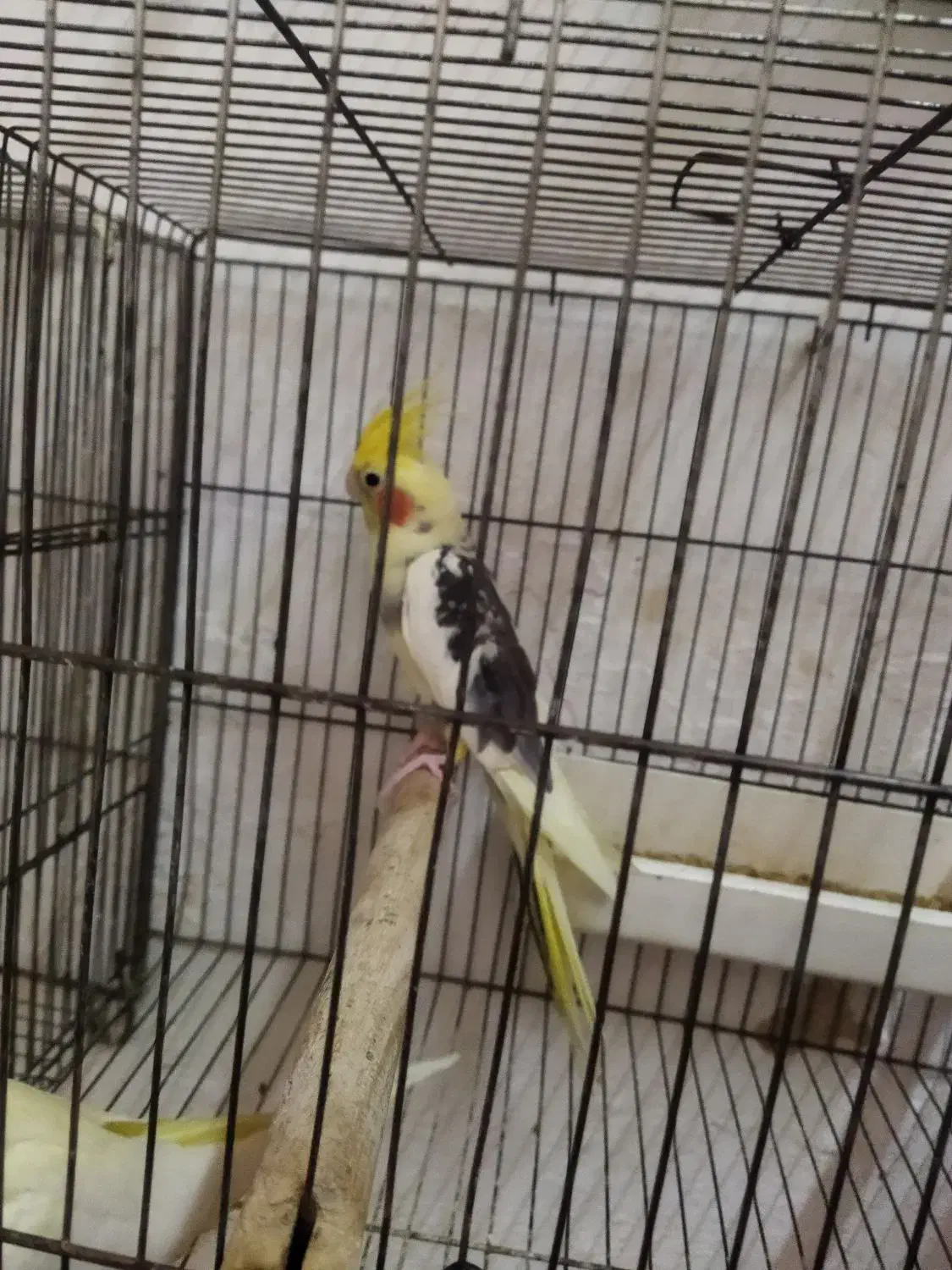 طوطی عروس ابلغ نر|پرنده|رشت, قاسمیه|دیوار