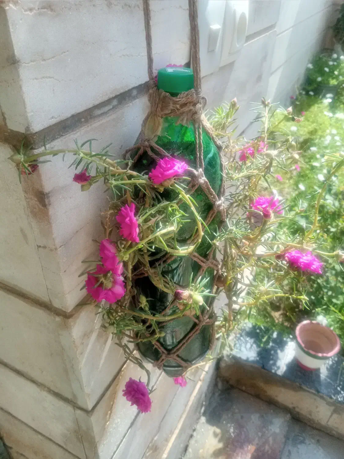 گل ناز جهت فروش در بوشهر|گل و گیاه طبیعی|بوشهر, |دیوار