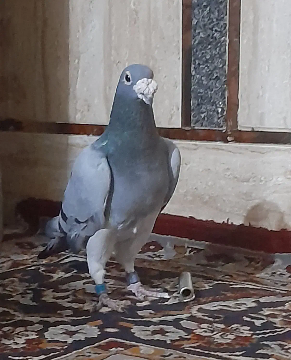 سبز پلاکی|پرنده|کارون, |دیوار