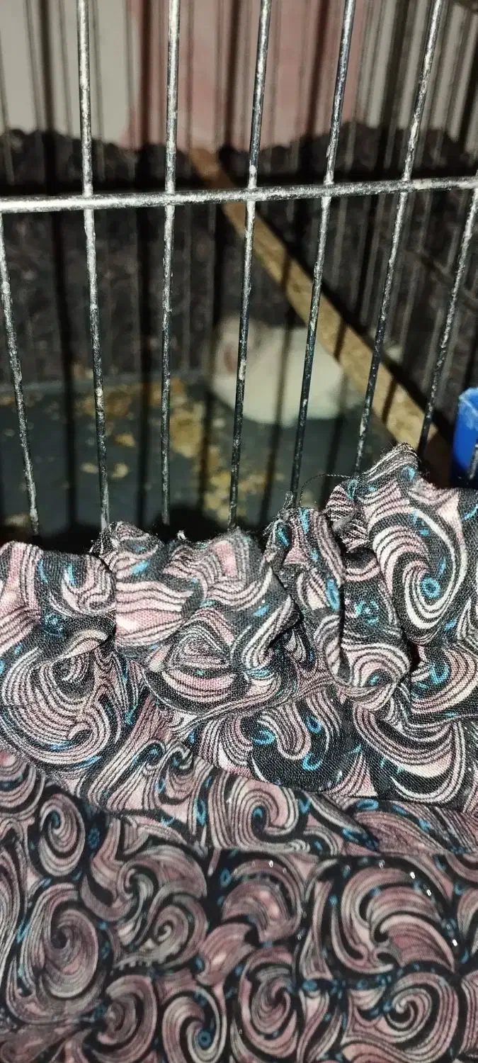 طوطی کوتوله یک عددویک جفت مرغ عشق با تخم|پرنده|شوش, |دیوار