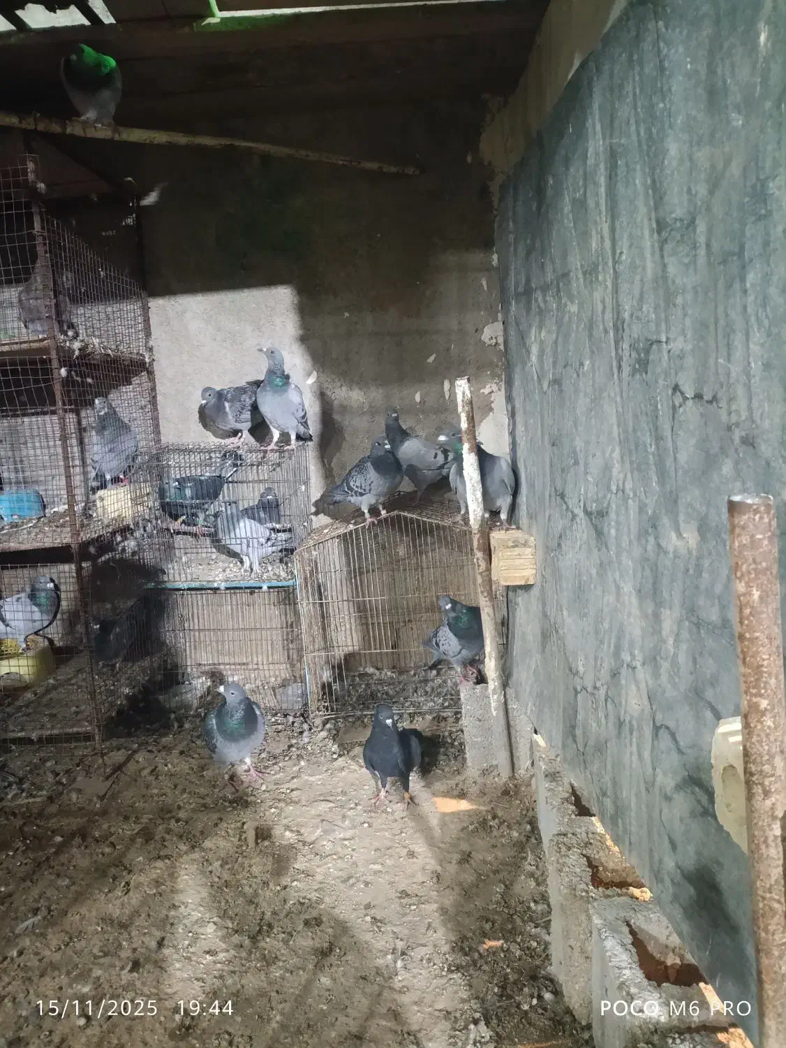 10عدد جوجه پلاکی|پرنده|ریگ, |دیوار