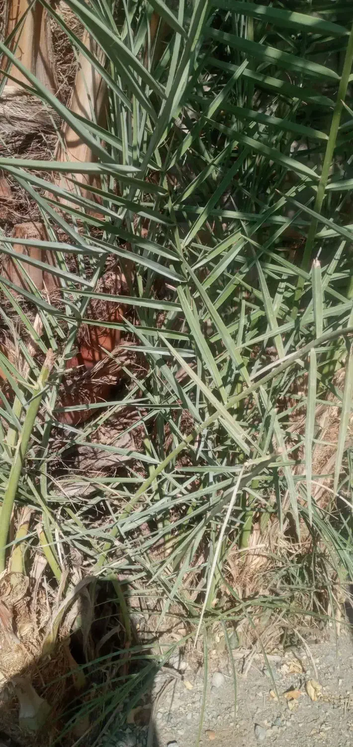 فروش پاجوش مضافتی|گل و گیاه طبیعی|جیرفت, |دیوار