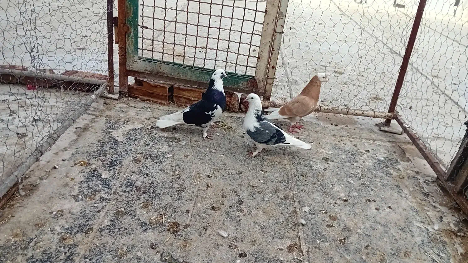 طوقی|پرنده|اردبیل, |دیوار