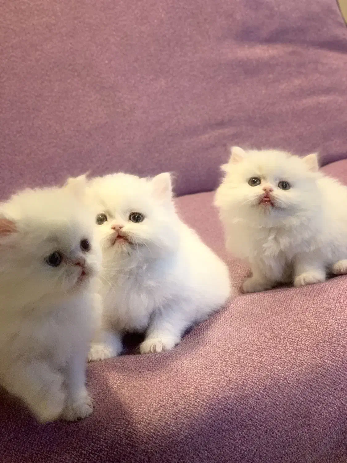 بچه گربه های اصیل و اشرافی|گربه|اصفهان, بابوکان جنوبی|دیوار