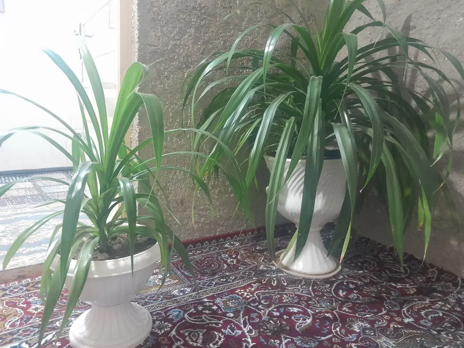 فروش گل|گل و گیاه طبیعی|سنندج, |دیوار