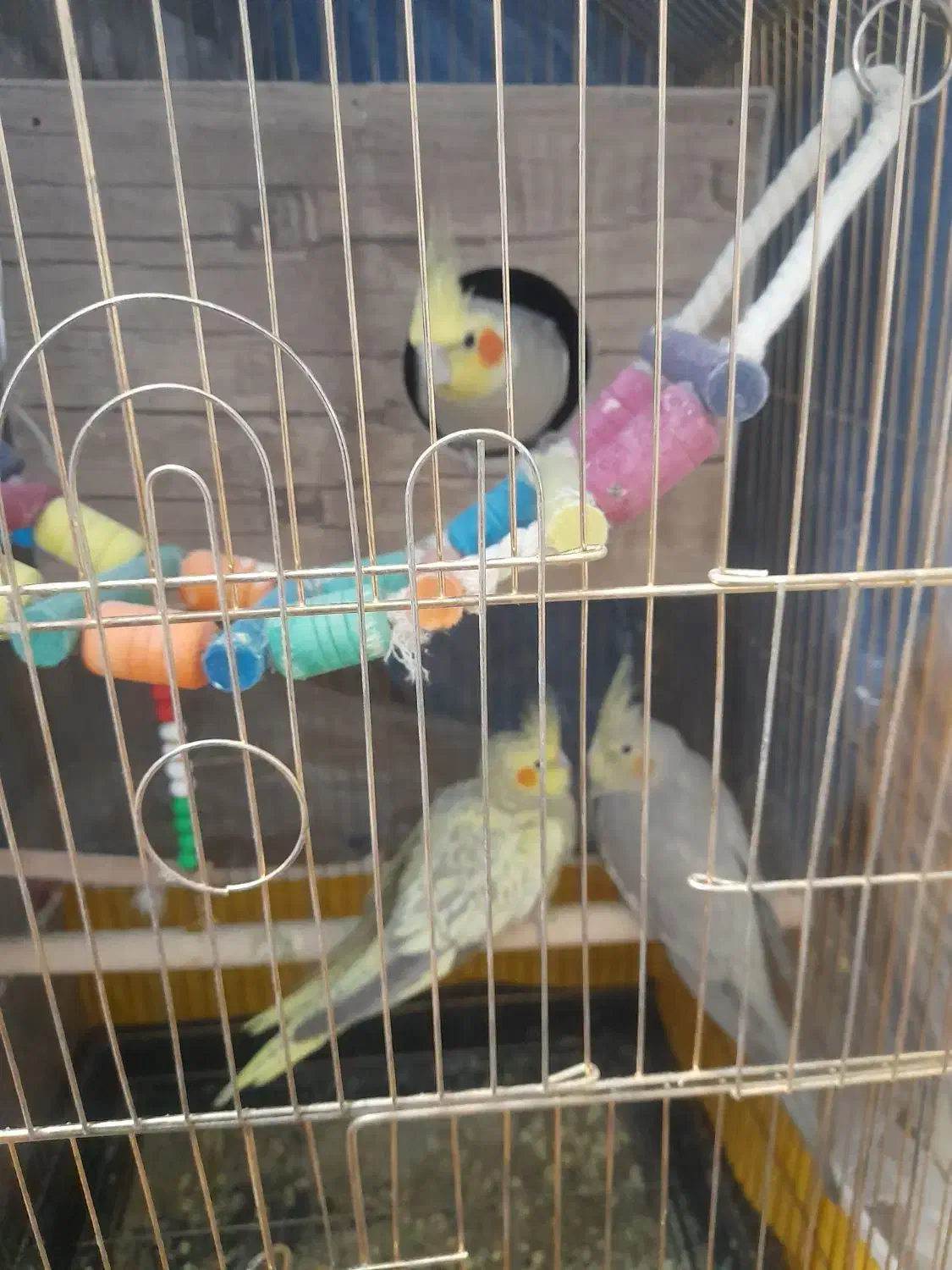 دوهفته عروس هلندی بایه جفت تخم گذاشته بقیمت|پرنده|شاهرود, |دیوار