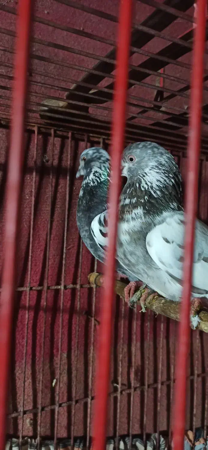 پرنده|پرنده|لاهیجان, بازکیاگوراب|دیوار