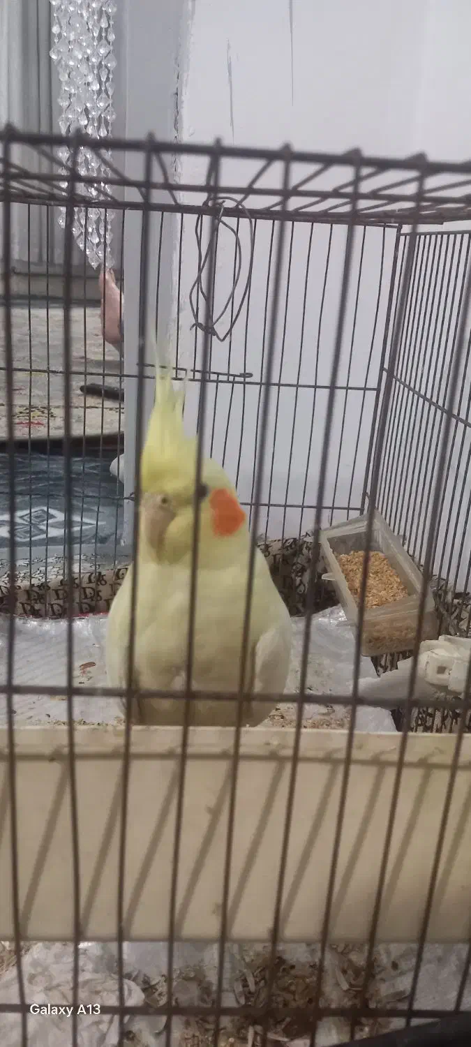 عروس هلندی|پرنده|قلعه نو, |دیوار