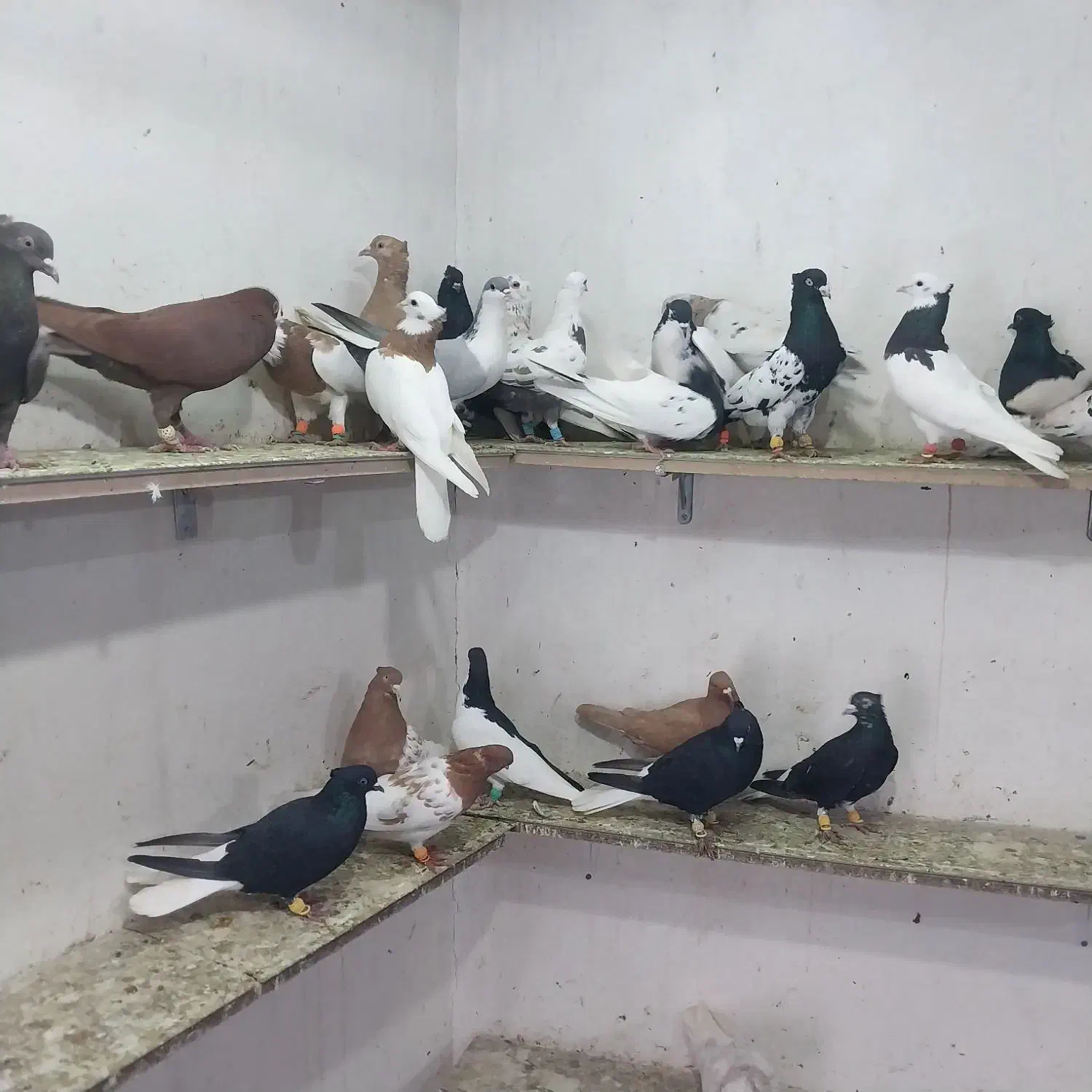 کبوتر پرشی هم جفتی|پرنده|اسفرورین, |دیوار