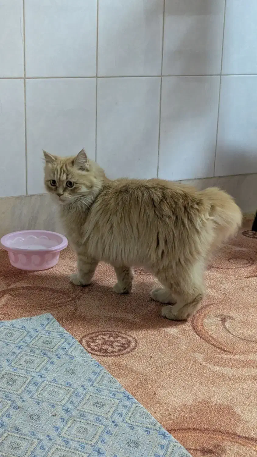 واگذاری گربه|گربه|اردکان, |دیوار