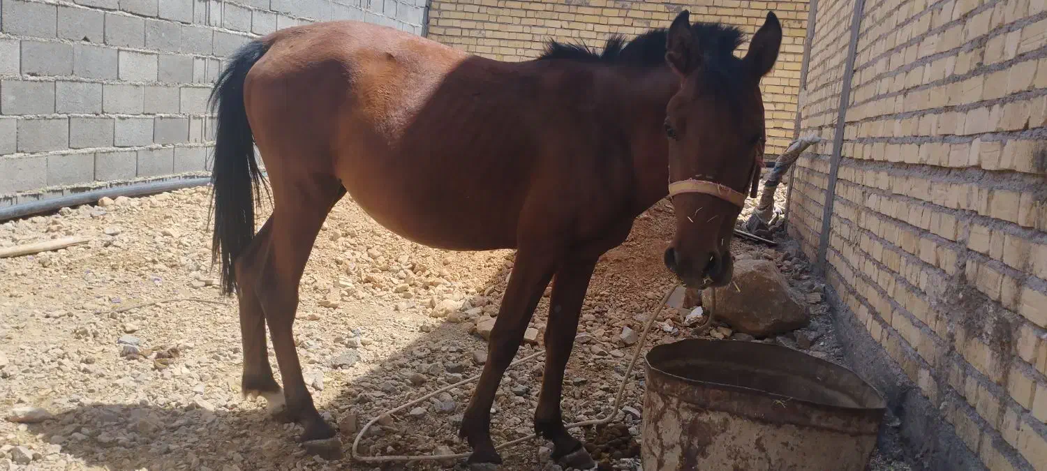 اسب مادیون|اسب و تجهیزات اسب‌سواری|حسن آباد, |دیوار