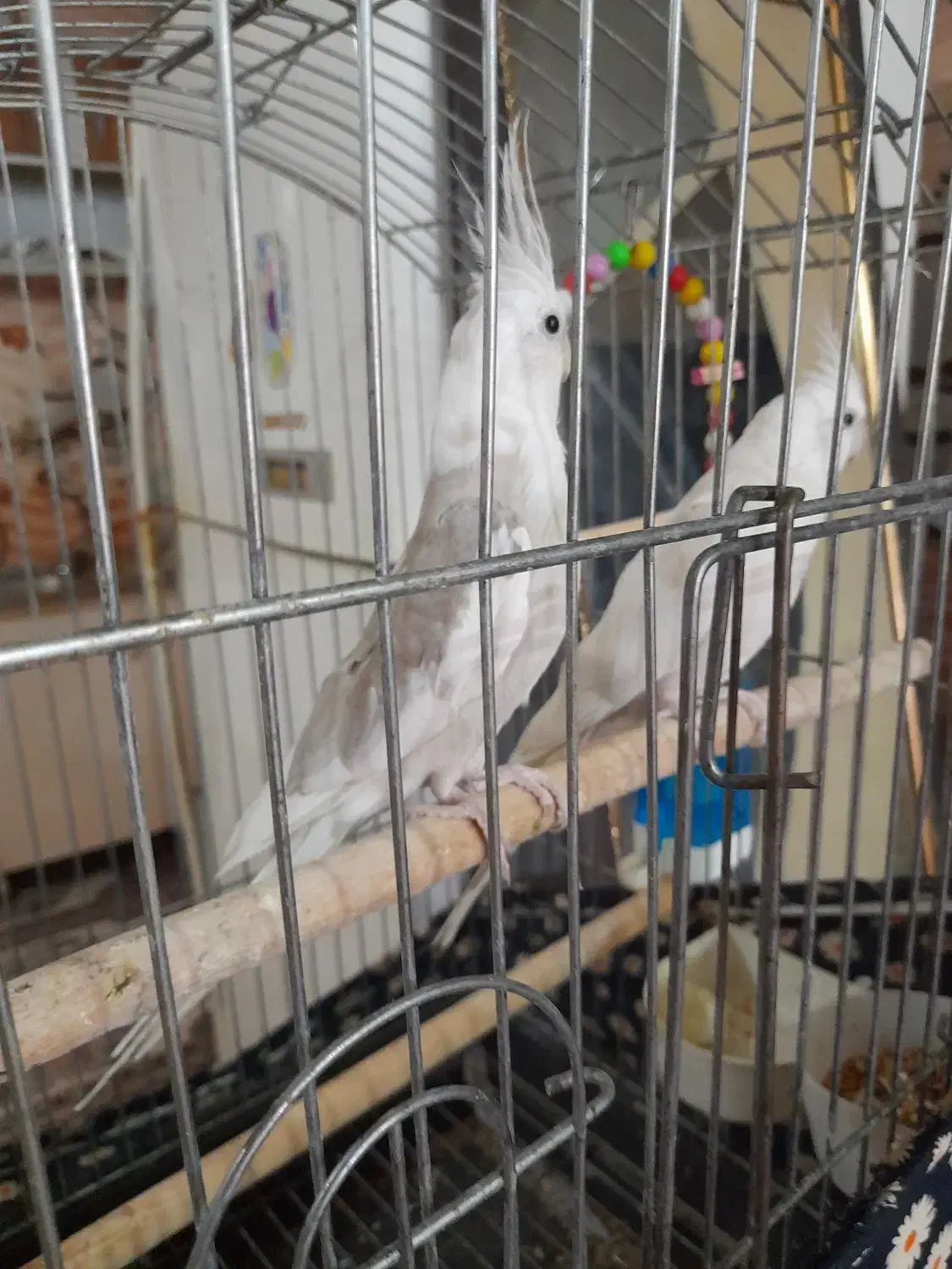 عروس پاریس زینتی حمیدیه|پرنده|حمیدیه, |دیوار