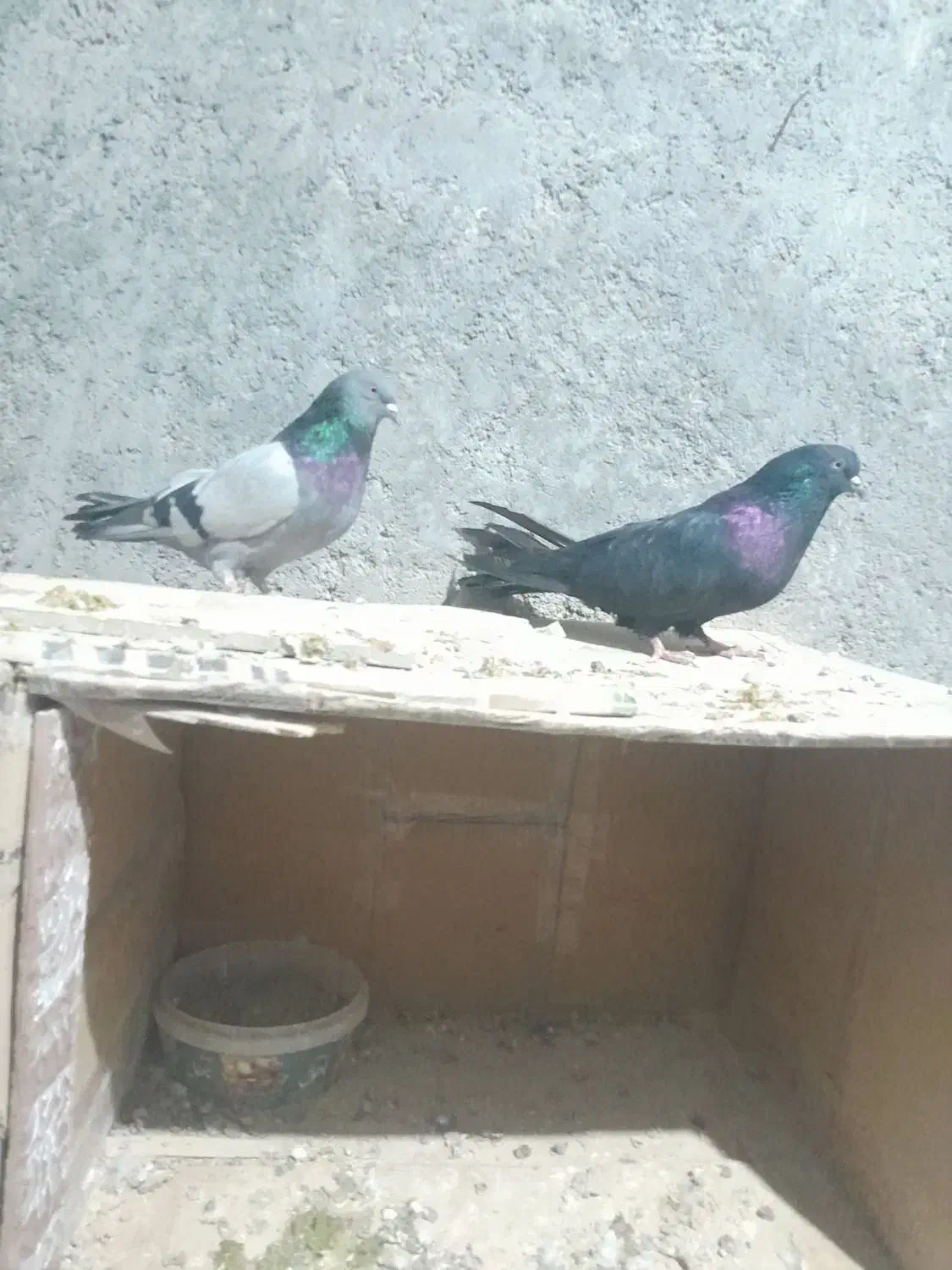 کبوتر|پرنده|خمینیشهر, |دیوار