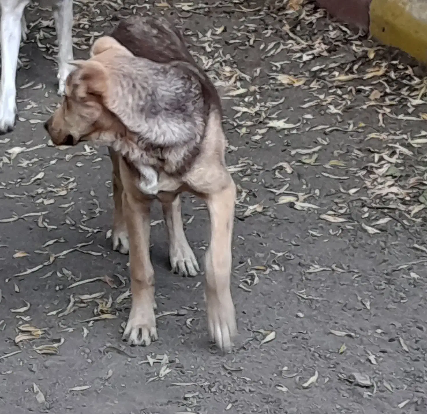 سگ نر برای نگهبانی،توله ماده عراقی|سگ|فیرورق, |دیوار