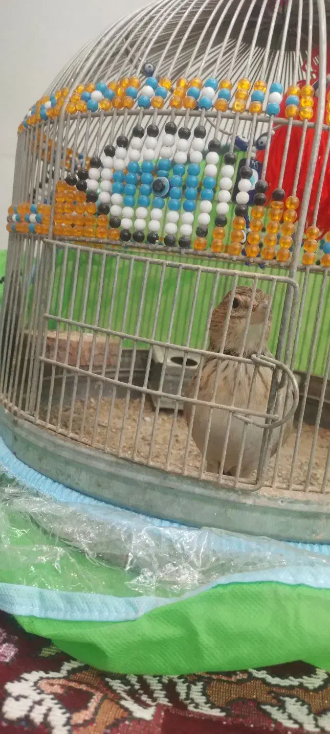 قناری|پرنده|شیراز, کفترک|دیوار