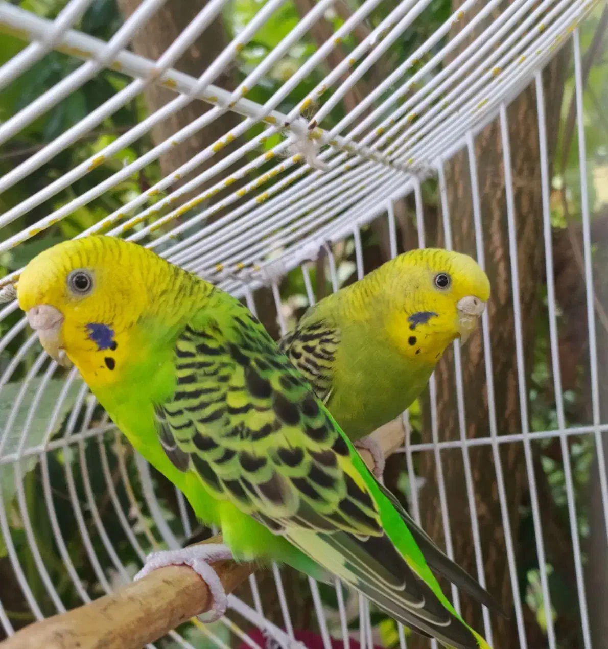 مرغ عشق|پرنده|رشت, حومه رشت|دیوار