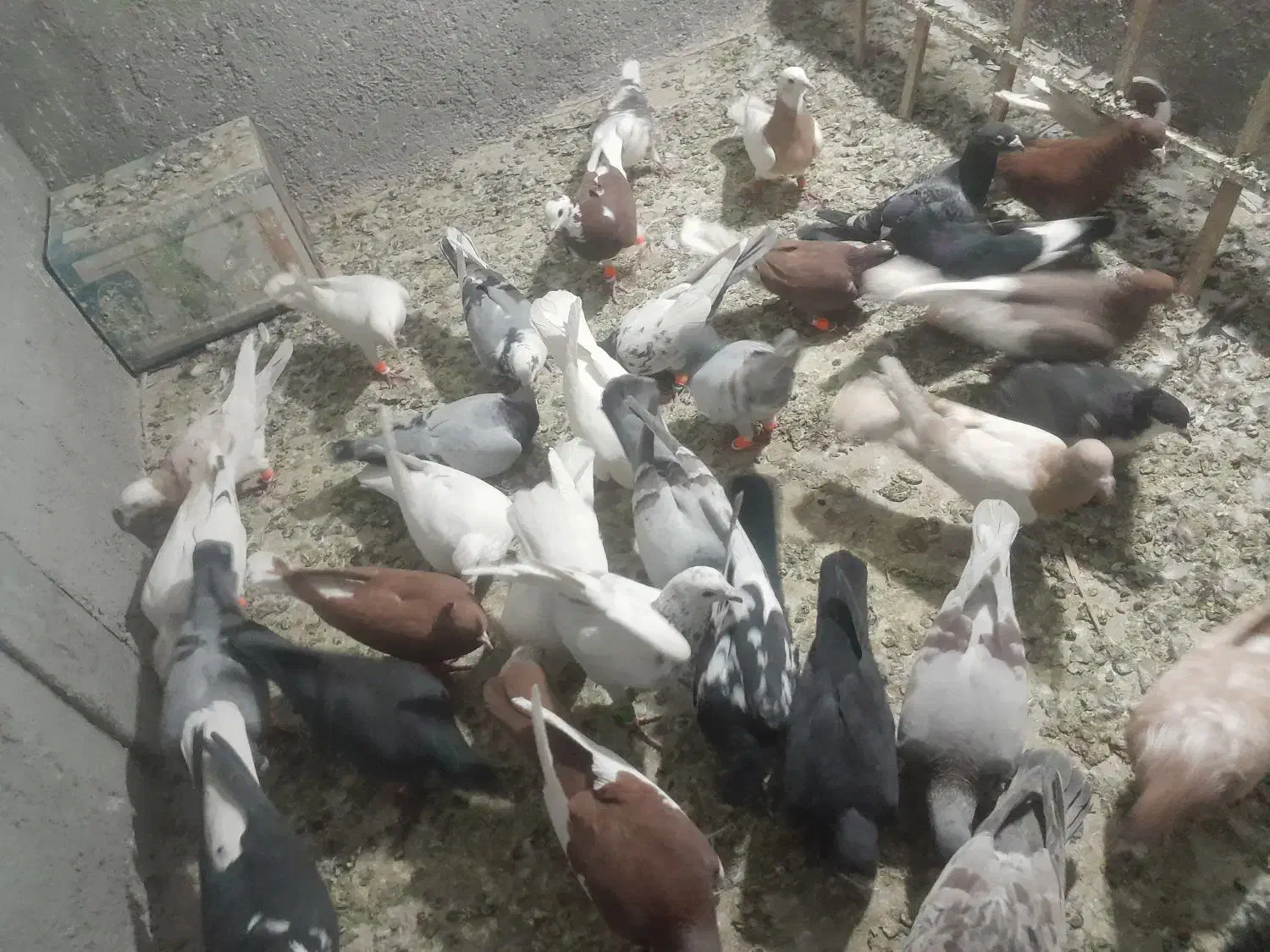 پرنده۰|پرنده|قزوین, |دیوار