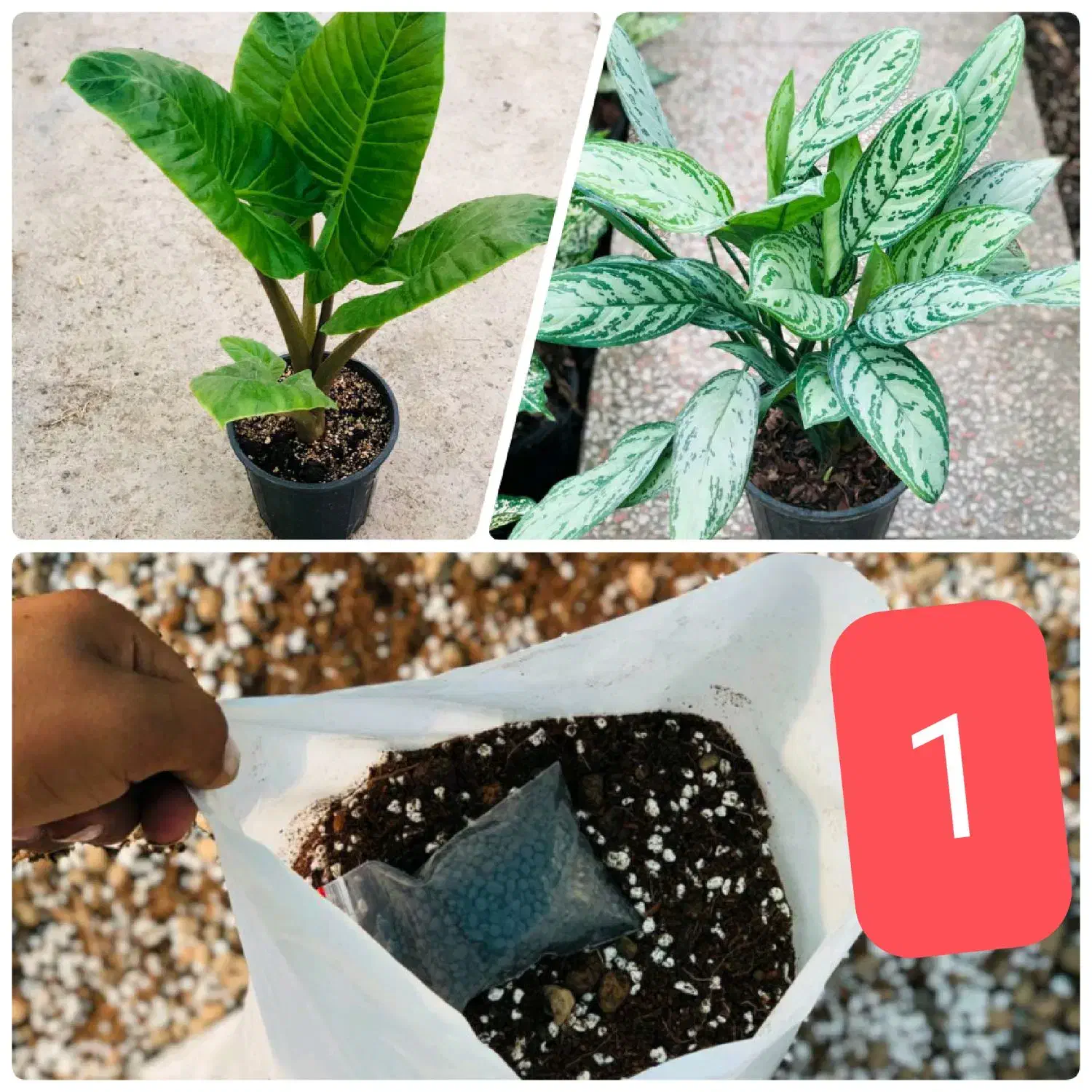 فروش پک گل اقتصادی ارسال رایگان|گل و گیاه طبیعی|قدس, شهرقدس|دیوار