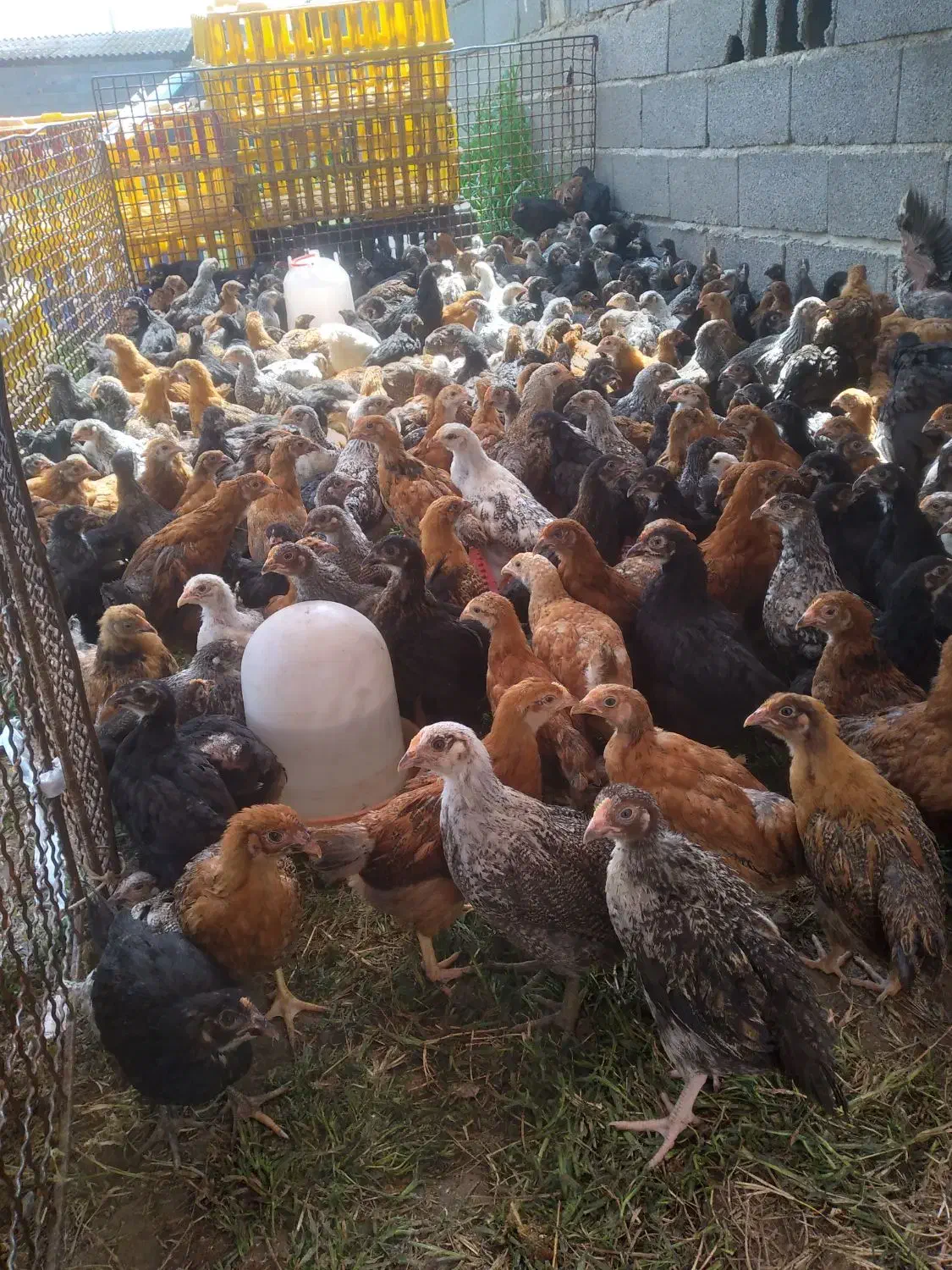 مرغ خروس جوجه محلی|حیوانات مزرعه|گرگان, |دیوار