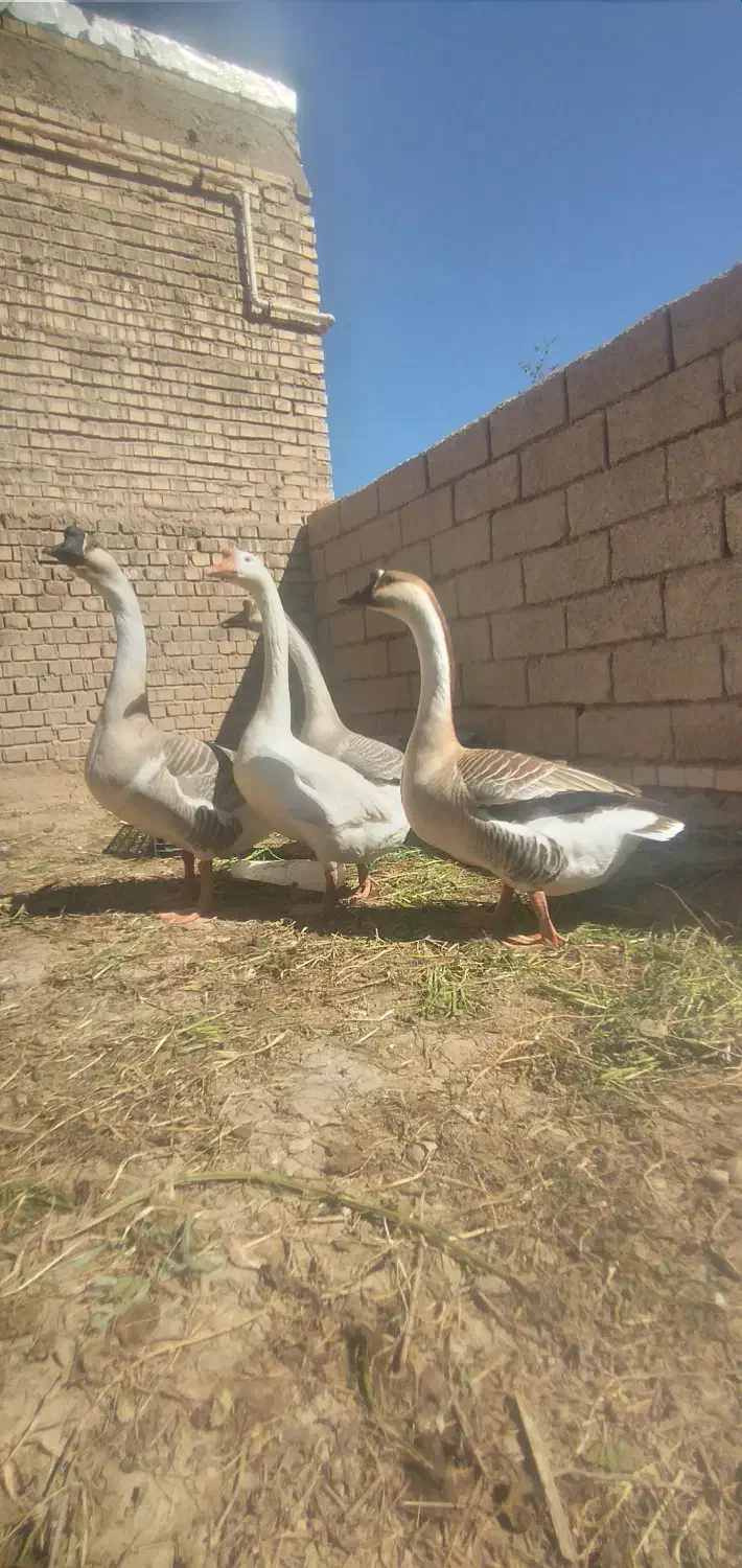 قوقاز|حیوانات مزرعه|سوسنگرد, |دیوار