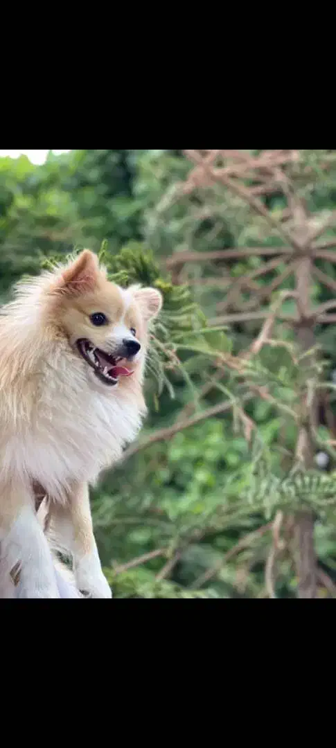 سگ پامرانین گمشده|سگ|خمینیشهر, |دیوار