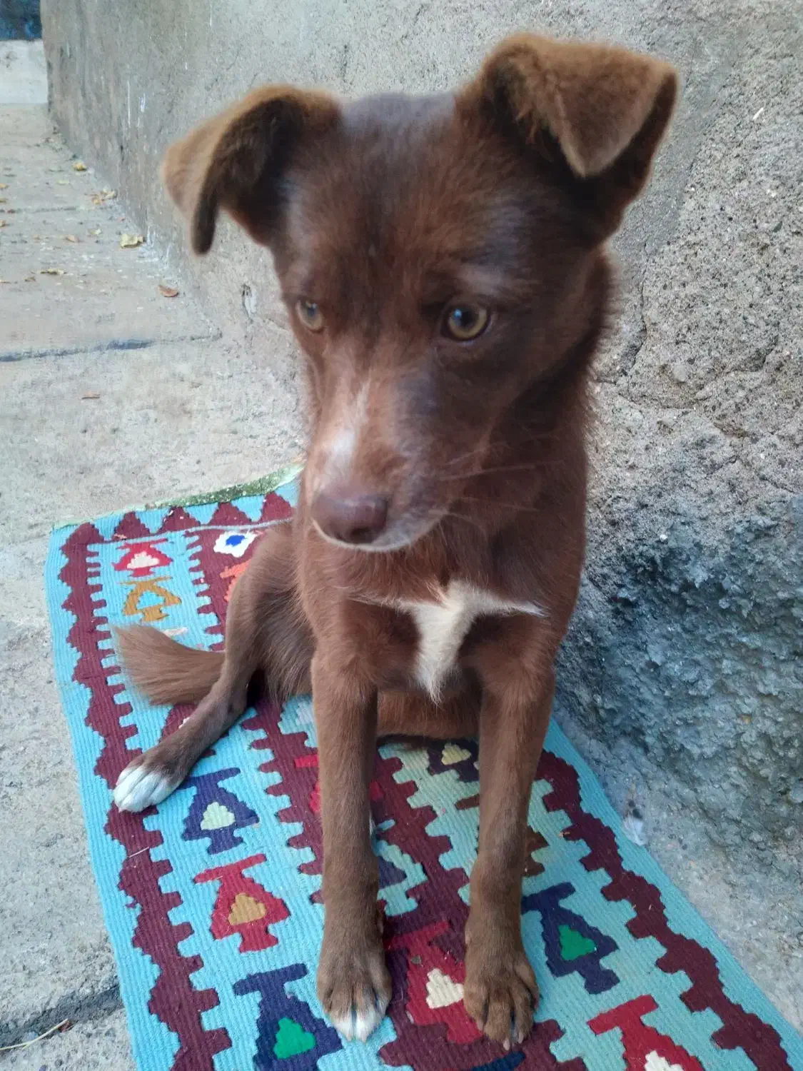 سگ حرف گوش کن|سگ|خلخال, |دیوار