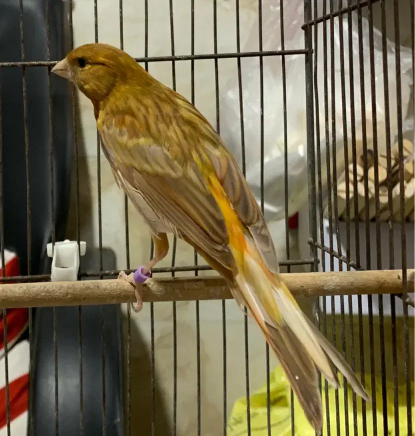 قناری نر قرص بخون|پرنده|چالوس, |دیوار