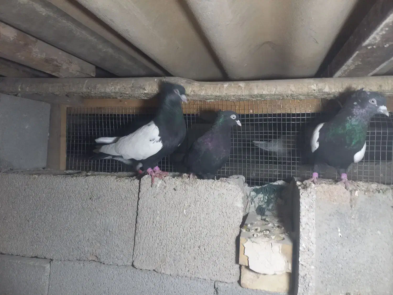 کبوتر،رنگی ۲۰عدد|پرنده|دزفول, |دیوار