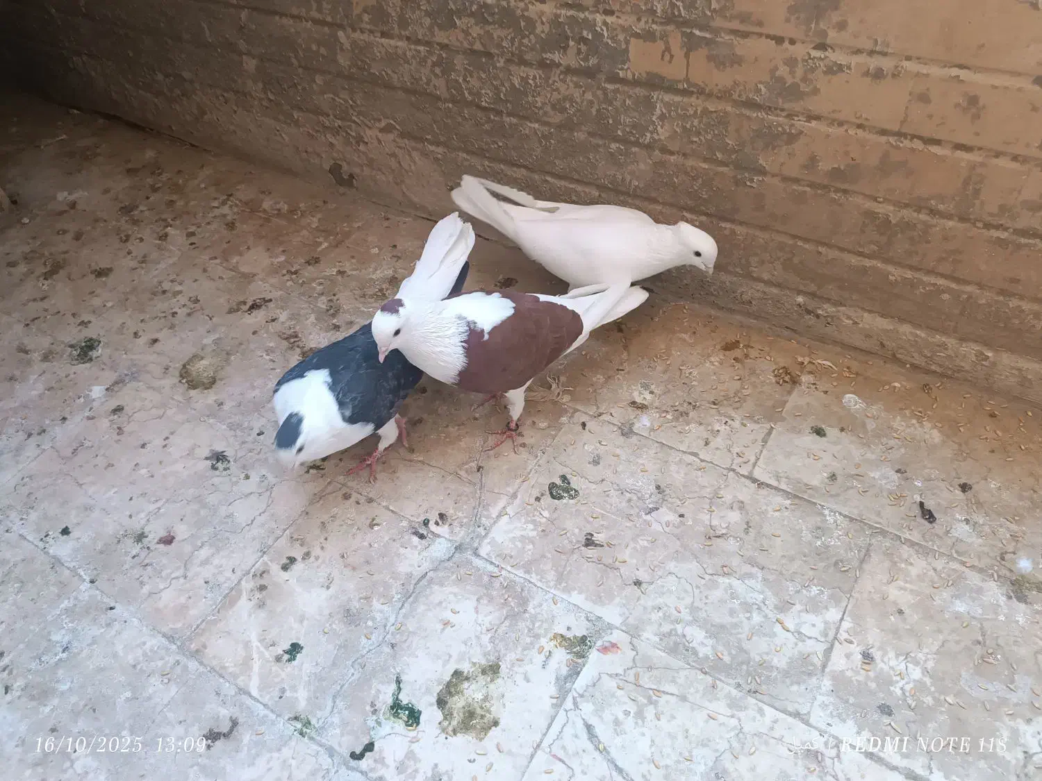 کبوتر ساتن سفید ، دوکت سیاه و چپ سرخ|پرنده|فولادشهر, مسکن مهر فولادشهر|دیوار